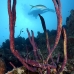 sponge_rope_eec_wc_v_0257_tci2651.jpg
